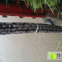 大量出售，广东番禺甘蔗种