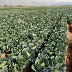 西昌甘蓝 本人从事甘蓝种植多年