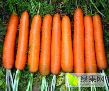 2017年河南开封红萝卜价格
