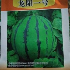 2017年圆瓜之霸――龙阳一号