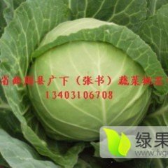 河北曲周8398甘蓝欢迎合作