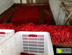 2017宁河辣椒 厂家出售腌制辣椒，芥菜疙瘩