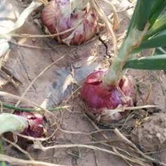 西昌四季如春最适合洋葱的生长