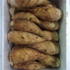 衢江新农余辉11月冬笋 笋质幼嫩