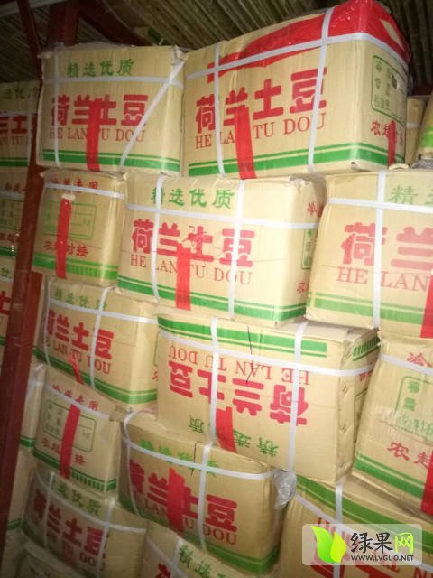 2017年山东肥城荷兰十五价格
