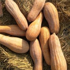 2016年7月播种的迟熟金韩蜜本南瓜