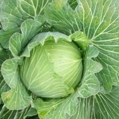 湖北嘉鱼平包球包甘蓝绿色无公害