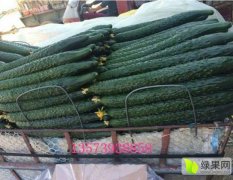 沂南县来源合作社种植基地供应亮条黄瓜