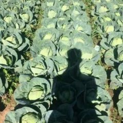 西昌双林袁远文1月中甘21甘蓝