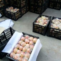 临猗冷库75以上不封顶膜袋红富士苹果