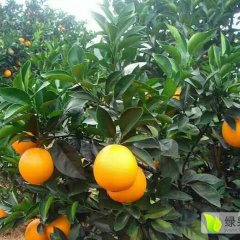 代销新宁脐橙；代销奉节脐橙