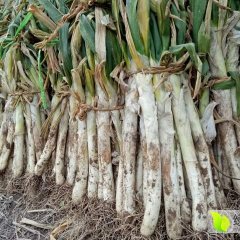 寿光大葱随行就市,古城吴振邦诚信合作