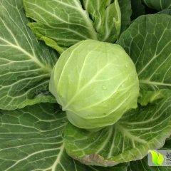 君山甘蓝品质优良广兴肖经理诚信合作