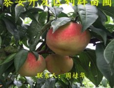 映霜红桃树苗价格 2017年冬桃树苗新品种
