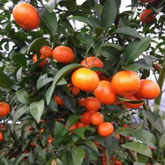 荔浦盖膜砂糖桔现在已经大量上市了