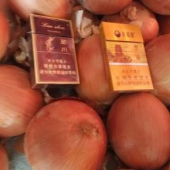 甘肃肃州黄皮洋葱著名品种