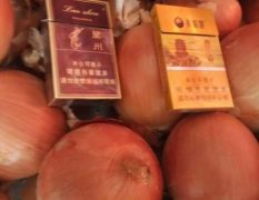 甘肃肃州黄皮洋葱著名品种