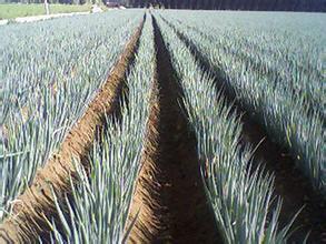 安丘大葱品质优良,金冢王海鹏诚信合作