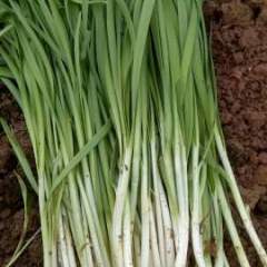 甘肃武山平韭6号韭菜 上货量大 希望能够稳合作