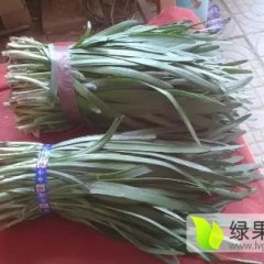 莘县韭菜欢迎合作,张鲁耿兆堰诚信合作