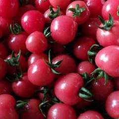 山东省聊城市莘县拥有万亩瓜果蔬菜大棚