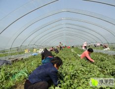 安徽泗县大量供应商薯19种苗