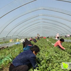 安徽泗县大量供应商薯19种苗