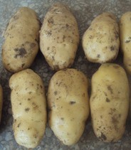 黑龙江省望奎县出售马铃薯种子