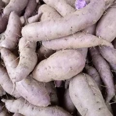 2017宜城红薯 目前是地窖的货