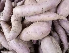 2017宜城红薯 目前是地窖的货