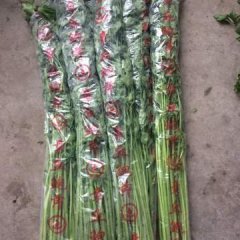 正宗鲍芹 章丘鲍家芹菜