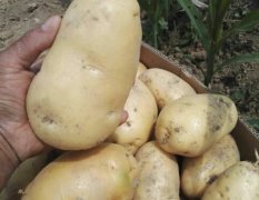 河南夏邑今年我县种植土豆有8000于亩