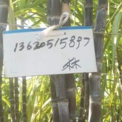 2017英德现有黑皮果蔗20亩，果径5-6公分以上