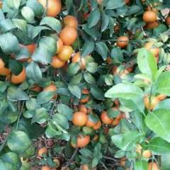 广西南宁市西乡塘区坛洛镇沙糖桔