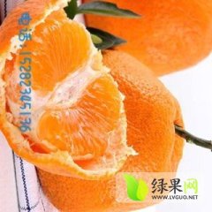 东坡柑橘聚焦市场盘鳌杜学明诚信合作