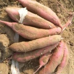 邢台秦薯四号6吨左右，口感好