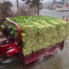 砀山县万亩芹菜直销产大量出售