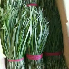 河北乐亭雪韭韭菜香甜可口