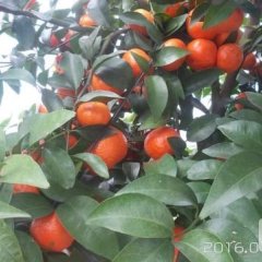 广西临桂砂糖桔沙糖桔著名品牌