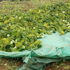 本人种植一百五十多亩黄心菜