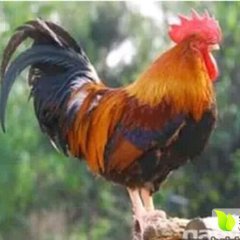 吉林九台现有10000只笨公鸡