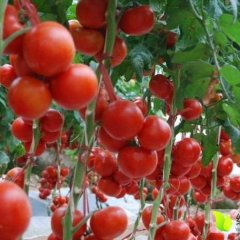 平原本基地暖棚硬粉已大量上市