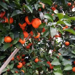 永福沙糖桔本村有2千亩沙糖桔现以上市