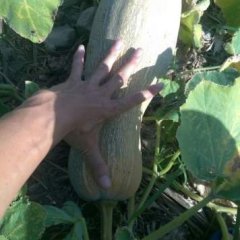 海南昌江密本南瓜种植面积大