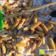2017北林玉米现在订货有惊喜
