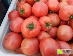 莘县 西红柿货量减少 价格见涨