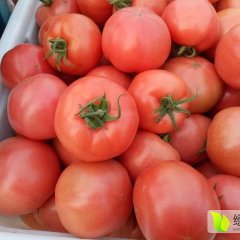 莘县 西红柿货量减少 价格见涨