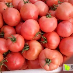 山东聊城市莘县西红柿，上货量大