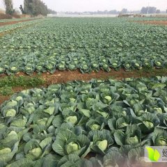 陆良甘蓝出售，绿色度较好