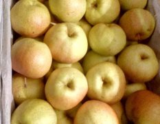 冷库特殊好的苹果梨 每斤一块三四